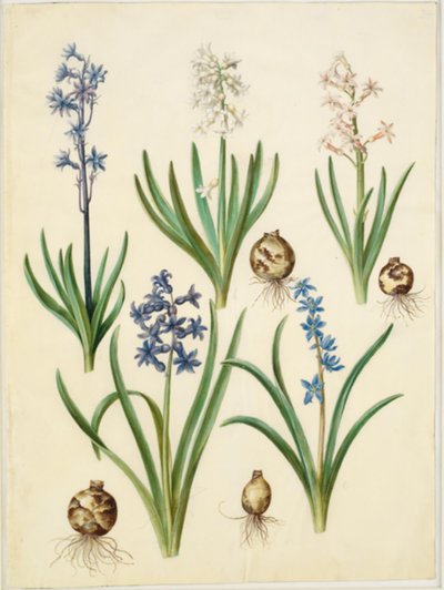 Jacinto oriental; Scilla amoena de Hans Simon Holtzbecker