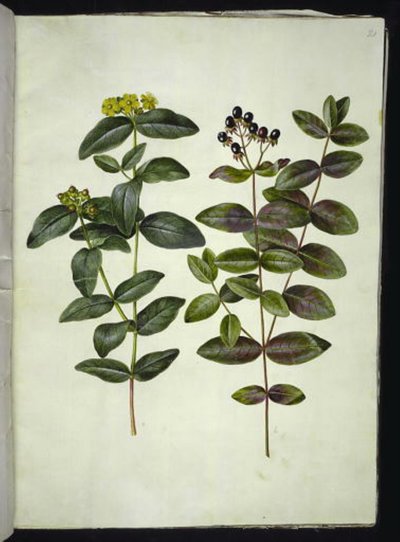 Hypericum androsaemum (hierba de San Juan) de Hans Simon Holtzbecker