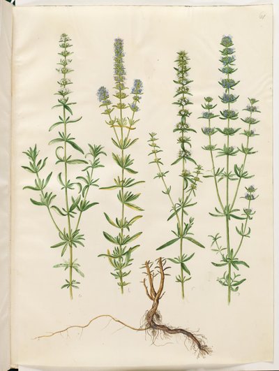 Hyssopus officinalis (hisopo verdadero) de Hans Simon Holtzbecker