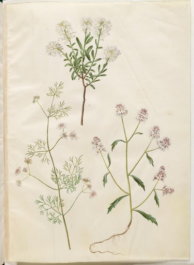 Iberis sempervirens (almohadilla de nieve); Coriandrum sativum (cilantro común); Iberis amara (flor de lazo amarga) de Hans Simon Holtzbecker