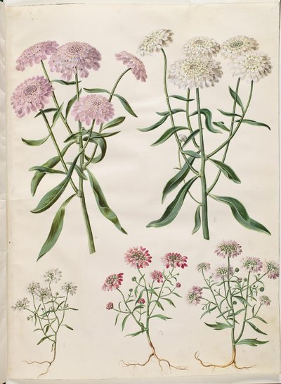 Iberis umbellata (flor de racimo); Iberis amara (flor amarga) de Hans Simon Holtzbecker