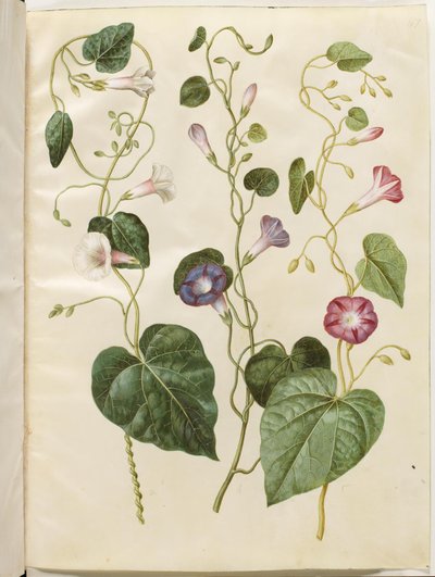 Ipomoea purpurea (purpur-pragtsnerle) de Hans Simon Holtzbecker