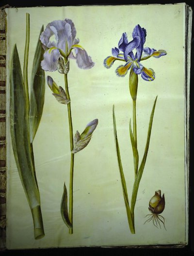 Iris ×germanica (iris de jardín); Iris xiphium (iris español) de Hans Simon Holtzbecker