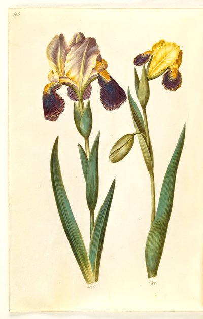 Iris ×germanica o Iris ×sambucina (iris de jardín o iris de saúco); Iris variegata (iris variado) de Hans Simon Holtzbecker