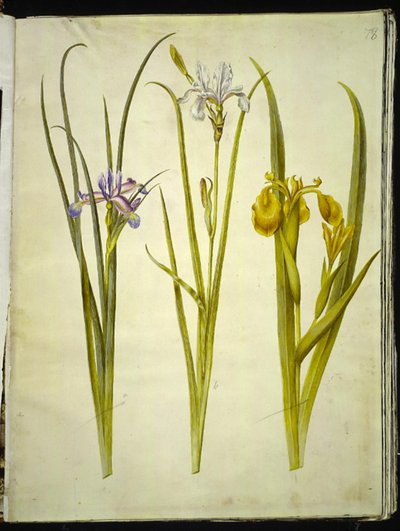 Iris graminea; Iris sibirica; Iris pseudacorus de Hans Simon Holtzbecker