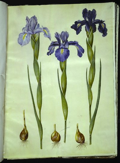 Iris latifolia (iris inglés) de Hans Simon Holtzbecker