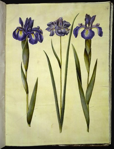 Iris latifolia; Iris sibirica de Hans Simon Holtzbecker