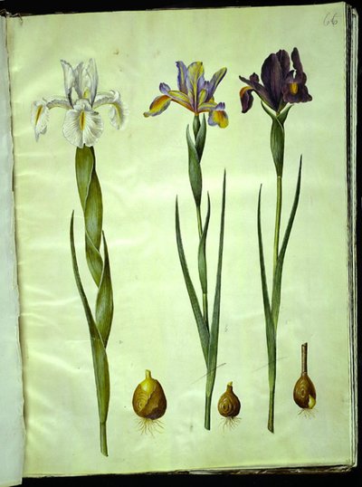 Iris latifolia (iris inglés); Iris xiphium (iris español) de Hans Simon Holtzbecker