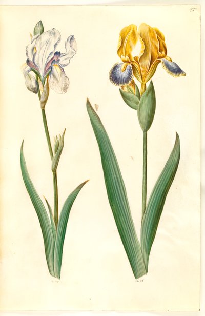 Iris pallida (iris pálido); Iris variegata (iris variado) de Hans Simon Holtzbecker
