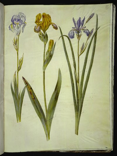 Iris pallida (iris pálido); Iris variegata (iris variado); Iris sibirica (iris siberiano) de Hans Simon Holtzbecker