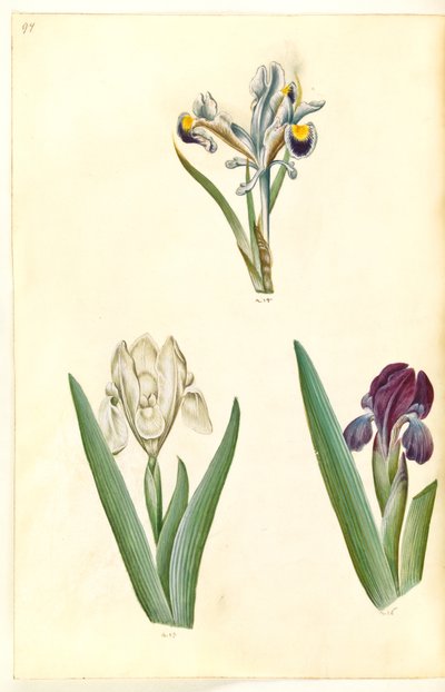 Iris persica (iris persa); Iris lutescens o Iris pumila (?) (iris enano o iris bajo) de Hans Simon Holtzbecker