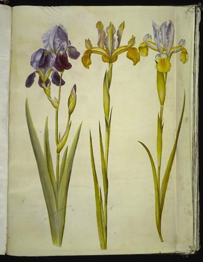 Iris ×sambucina; Iris latifolia de Hans Simon Holtzbecker