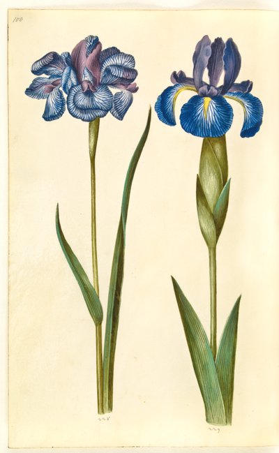 Iris sibirica (iris siberiano); Iris latifolia (iris inglés) de Hans Simon Holtzbecker