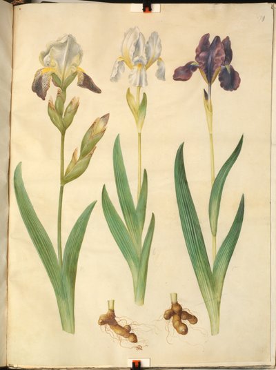 Iris ×squalens (híbrido de iris); Iris (iris) de Hans Simon Holtzbecker