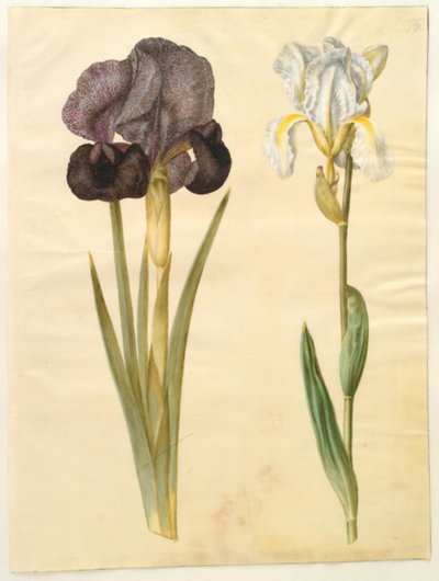 Iris susiana (iris de luto); Iris ×florentina (iris florentino) de Hans Simon Holtzbecker