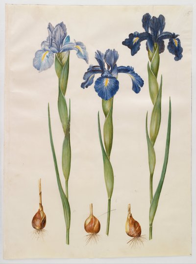 Iris xifioides de Hans Simon Holtzbecker