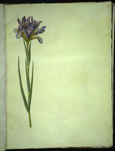 Iris xiphium (iris español) de Hans Simon Holtzbecker