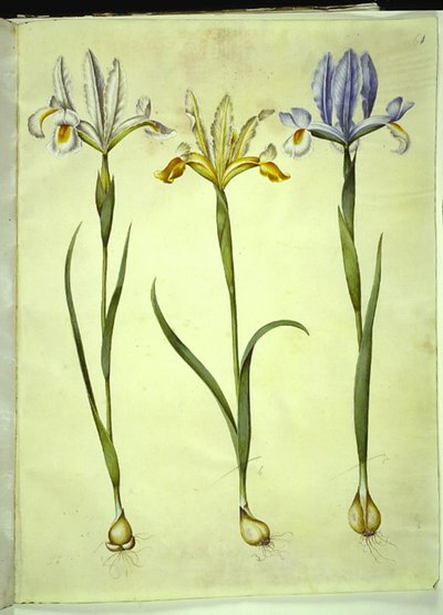 Iris xiphium (iris español) o Iris latifolia (iris inglés); Iris xiphium (iris español) de Hans Simon Holtzbecker