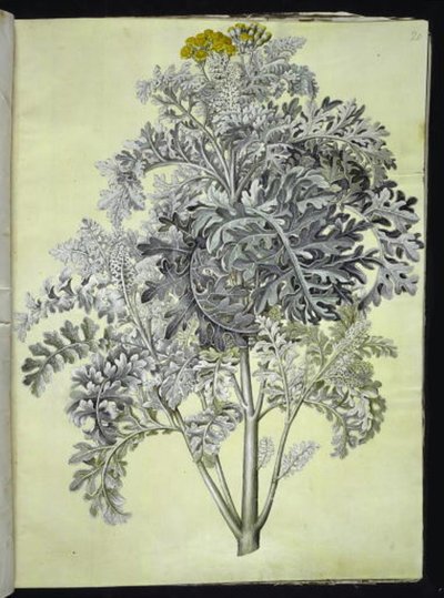 Jacobaea maritima (cenizo) de Hans Simon Holtzbecker