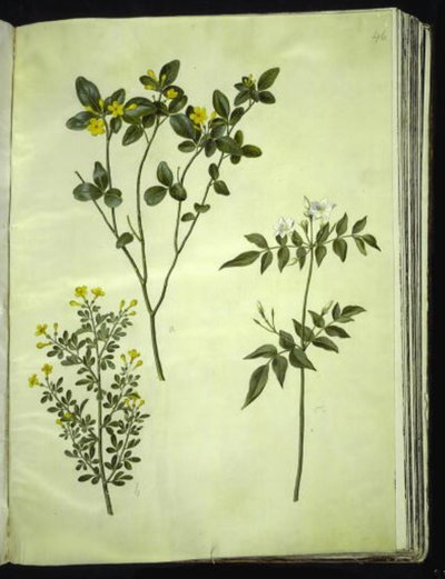Jasminum odoratissimum (jazmín de interior); Jasminum fruticans (jazmín arbustivo); Jasminum grandiflorum (jazmín fragante) de Hans Simon Holtzbecker