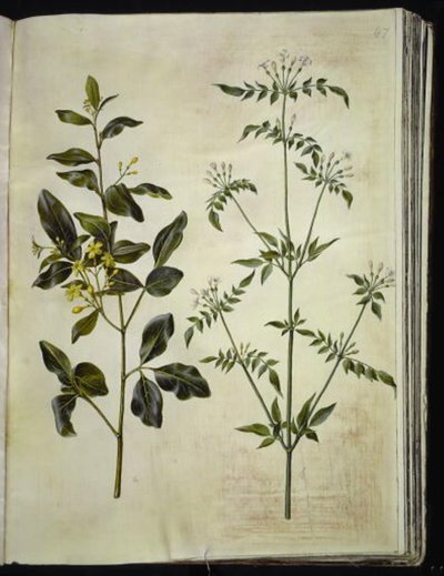 Jasminum odoratissimum (jazmín de interior); Jasminum officinale (jazmín común) de Hans Simon Holtzbecker