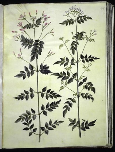 Jasminum officinale (jazmín común) de Hans Simon Holtzbecker