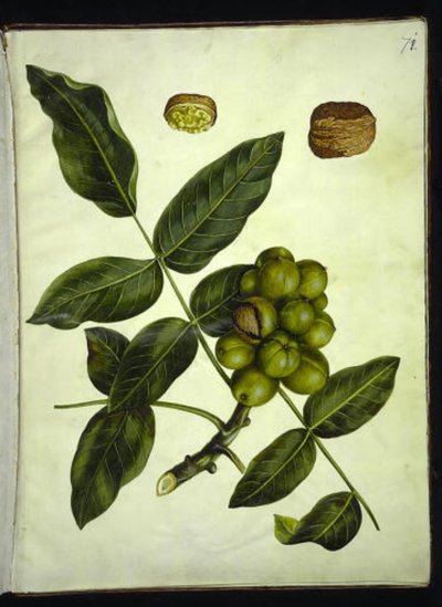 Juglans regia (nogal común) de Hans Simon Holtzbecker