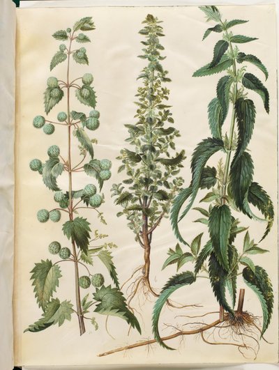 Urtica pilulifera (ortiga romana); Urtica urens (pequeña ortiga); Urtica dioica (gran ortiga) de Hans Simon Holtzbecker