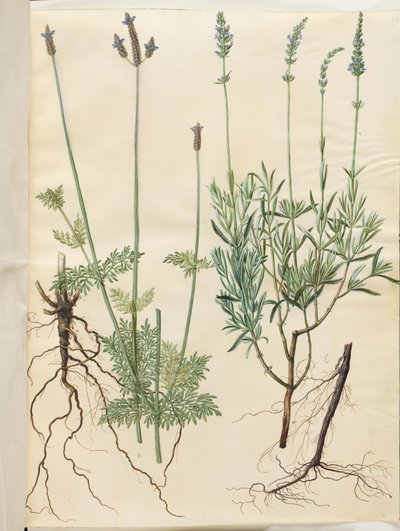 Lavandula multifida; Lavandula angustifolia de Hans Simon Holtzbecker