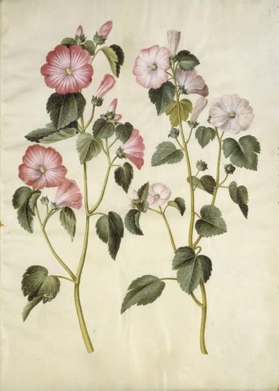 Lavatera trimestris (malva real) de Hans Simon Holtzbecker