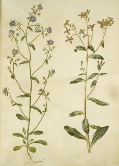 Legousia speculum-veneris (espejo de Venus); Hesperis tristis (violeta nocturna) de Hans Simon Holtzbecker