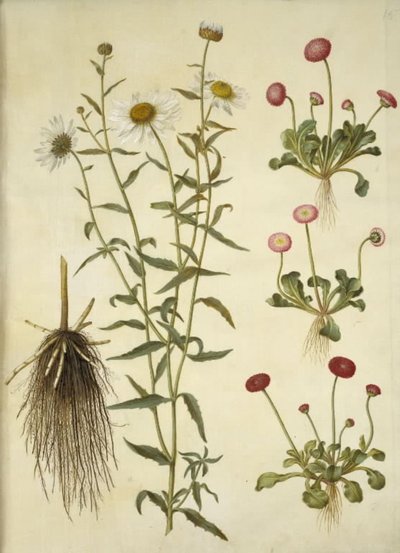 Leucanthemum vulgare (margarita común); Bellis perennis (margarita perenne) de Hans Simon Holtzbecker