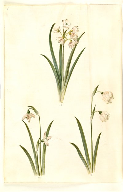 Leucojum aestivum (campanilla de verano); Galanthus nivalis (campanilla de invierno); Leucojum vernum (campanilla de primavera) de Hans Simon Holtzbecker