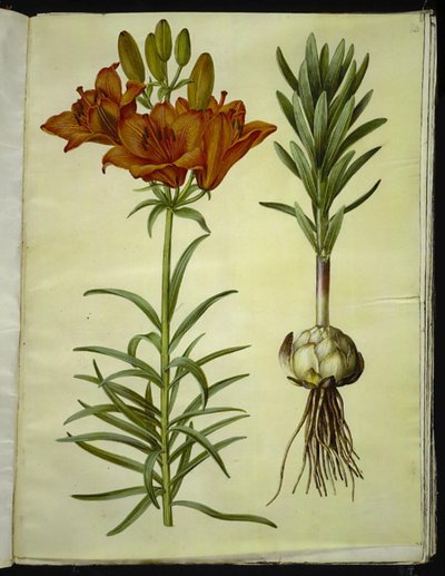 Lilium bulbiferum (lirio de fuego) de Hans Simon Holtzbecker