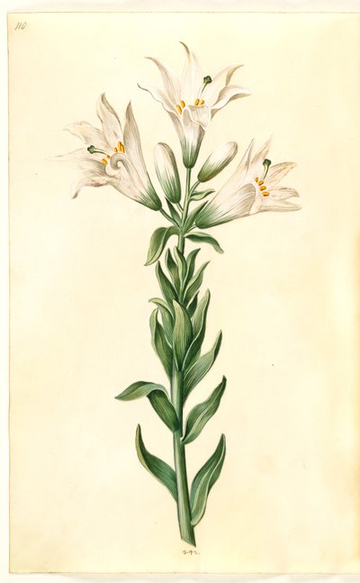 Lilium candidum (lirio de la madonna) de Hans Simon Holtzbecker