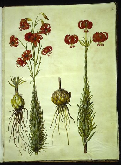Lilium chalcedonicum (lirio turco rojo) de Hans Simon Holtzbecker