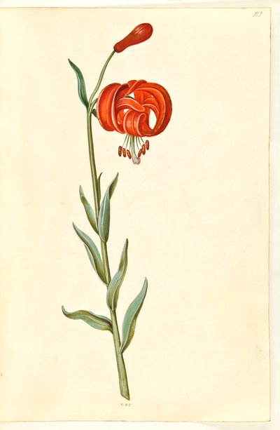 Lilium chalcedonicum de Hans Simon Holtzbecker