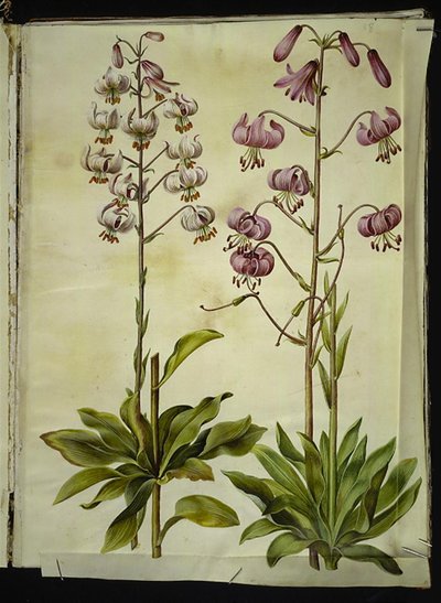 Lilium martagon (lirio de martagón) de Hans Simon Holtzbecker