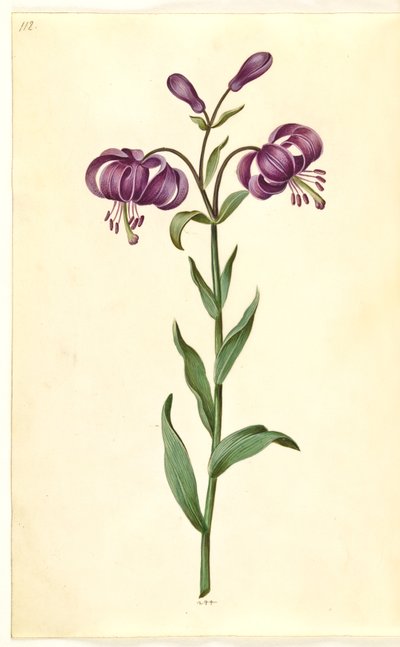 Lilium martagon (lirio de martagón) de Hans Simon Holtzbecker