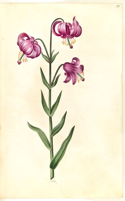 Lilium martagon (lirio de corona) de Hans Simon Holtzbecker
