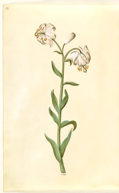 Lilium martagon de Hans Simon Holtzbecker