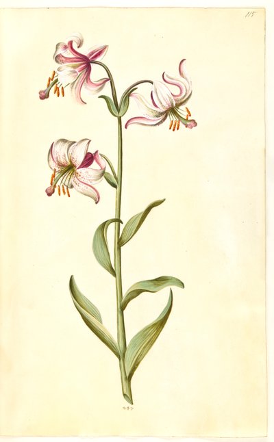 Lilium martagon (krans-lilje) de Hans Simon Holtzbecker