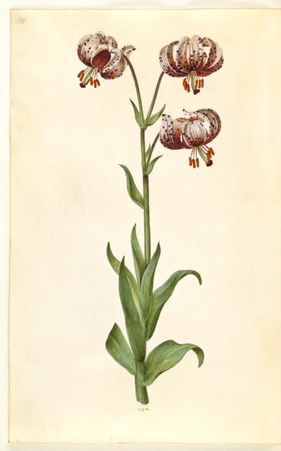 Lilium martagon (lirio martagón) de Hans Simon Holtzbecker