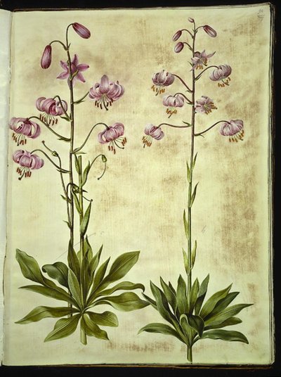 Lilium martagon (krans-lilje) de Hans Simon Holtzbecker