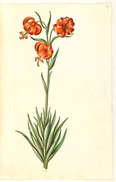 Lilium pomponium (lirio pompon) de Hans Simon Holtzbecker