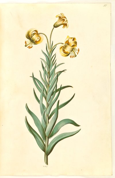 Lilium pyrenaicum (lirio pirenaico) de Hans Simon Holtzbecker