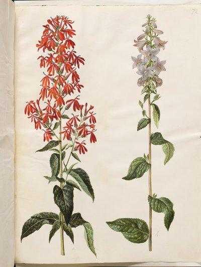 Lobelia cardinalis (lobelia cardenal); Campanula latifolia (campanilla de hojas anchas) de Hans Simon Holtzbecker