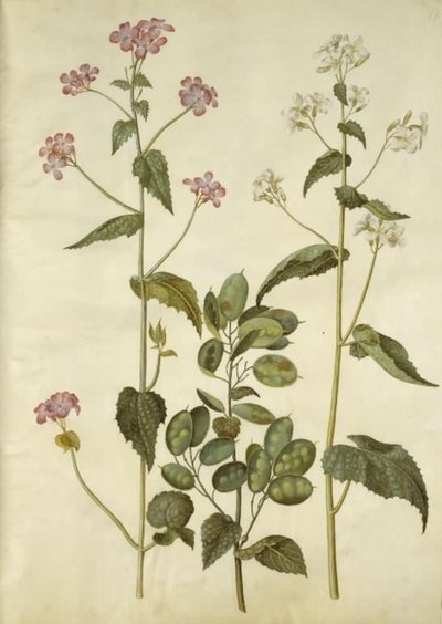 Lunaria annua (monedas de Judas) de Hans Simon Holtzbecker