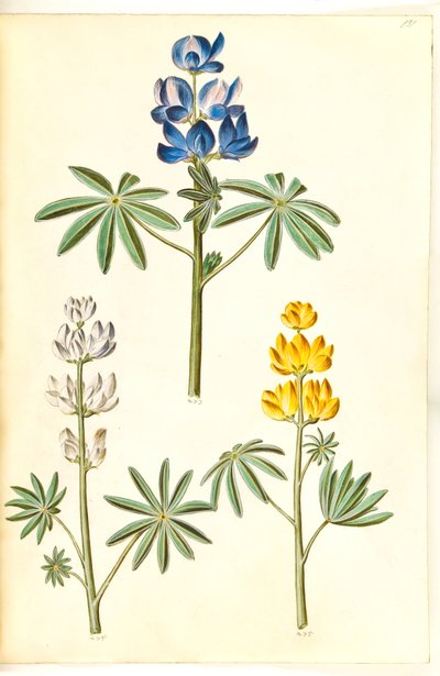 Lupinus pilosus (lupino azul); Lupinus albus (lupino blanco); Lupinus luteus (lupino amarillo) de Hans Simon Holtzbecker
