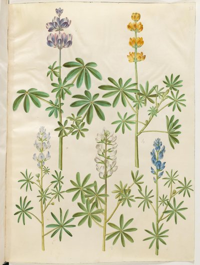 Lupinus pilosus (lupino azul); Lupinus luteus (lupino amarillo); Lupinus angustifolius (lupino de hoja estrecha); Lupinus albus (lupino blanco) de Hans Simon Holtzbecker